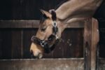 Недовуздок хутряний Sheepskin від Kentucky - Зображення 3