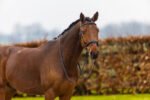 Вуздечка з комбінованим капсюлем Amsterdam від Trust Equestrian - Зображення 4