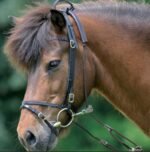 Гог від Waldhausen - Зображення 2