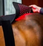 Пад терапевтичний LED Red Light від Horseware - Зображення 4