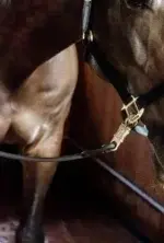 Розв'язка Horse Box & Cross Ties від Kentucky - Зображення 5