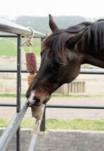 Іграшка-ласощі в денник Wooden Relax De-Stress від Kentucky - Зображення 3