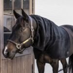 Капор Horse Scarf Heavy від Kentucky - Зображення 2