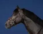 Вуздечка з комбінованим капсюлем Anatomic Flash Noseband від Dyon - Зображення 2