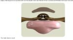 Трензель під мундштук з вісімкою  Turtle Tactio + Flex, товщина 16 мм, Ø - 55 мм від Neue Schule - Зображення 2