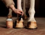 Олія для копит GD Hoof Oil Shine від Kentucky, 500 мл - Зображення 4
