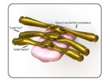 Трензель Turtle Tactio + Flex, товщина 16 мм, Ø - 70 мм від Neue Schule - Зображення 3