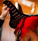Ковпак терапевтичний LED Red Light від Horseware - Зображення 4
