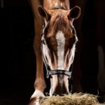 Недовуздок з неопреном Timmy від Equiline - Зображення 3