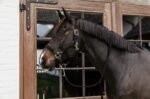 Чумбур/повідок шкіряний Plaited Nylon від Kentucky - Зображення 2